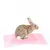 IntiMeg Tapis de cage pour lapin et petits rongeurs
