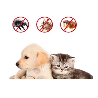 FurryFusion Spray anti-puces et insectes pour animaux de compagnie