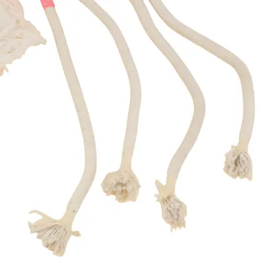 FurryFusion Jouet de corde à mâcher pour chat