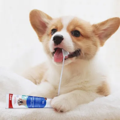FurryFusion Ensemble de dentifrice et brosse à dents pour animaux