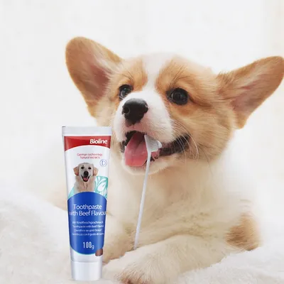 FurryFusion Ensemble de dentifrice et brosse à dents pour animaux
