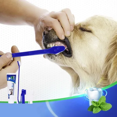 FurryFusion Ensemble de brosses à dents pour chat et chien