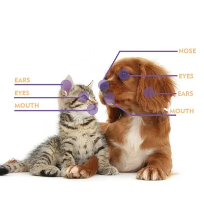 FurryFusion Spray apaisant pour la peau des animaux de compagnie