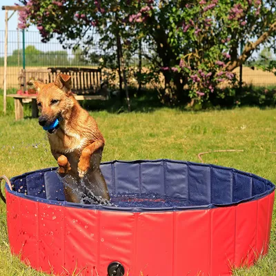lionto Hundepool mit Ablassventil, 120 cm Durchmesser, Höhe 30 cm, rot/blau