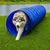 lionto tunnel de jeu pour chien, tunnel agility pliable avec piquets lionto tunnel de jeu pour chien, tunnel agility pliable avec piquets
