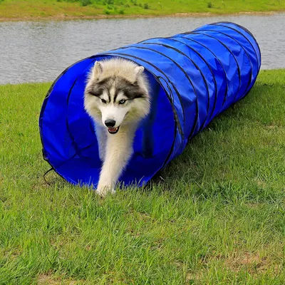lionto tunnel de jeu pour chien, tunnel agility pliable avec piquets