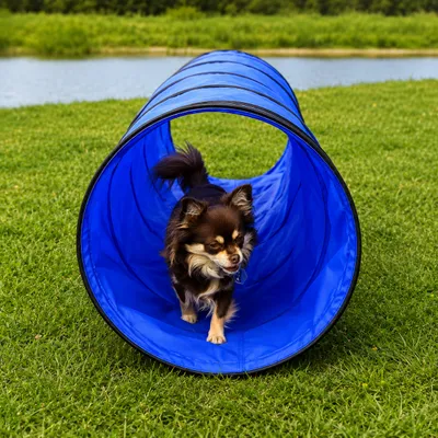 lionto Hunde-Spieltunnel, faltbarer Agility-Tunnel mit Heringen