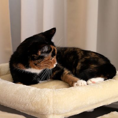 lionto Kratzbaum 50 cm mit Höhle, Kuschelbett und Plüschball