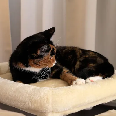 lionto arbre à chat avec niche, lit moelleux et balle en peluche