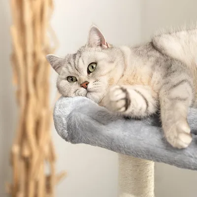 lionto arbre à chat avec 2 niches, lit douillet et balle en peluche