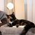 lionto arbre à chat avec niche, lit moelleux et balle en peluche
