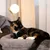 lionto arbre à chat avec niche, lit moelleux et balle en peluche