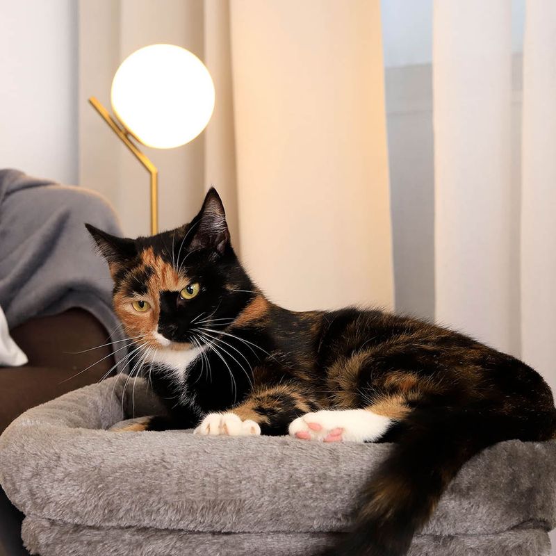 lionto arbre à chat avec niche, lit moelleux et balle en peluche