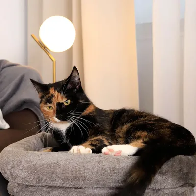 lionto arbre à chat avec niche, lit moelleux et balle en peluche