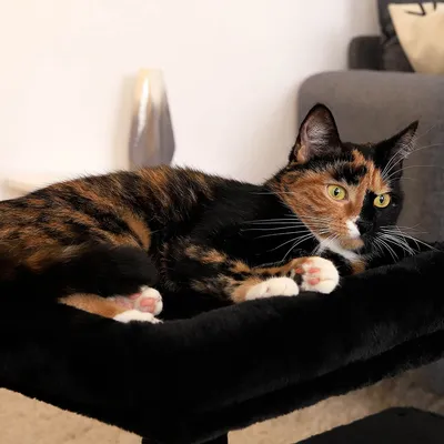 lionto arbre à chat avec niche, lit moelleux et balle en peluche