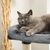 lionto arbre à chat avec 2 niches, lit douillet et balle en peluche