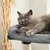 lionto arbre à chat avec 2 niches, lit douillet et balle en peluche