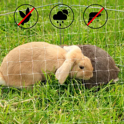 lionto filet de protection chat en nylon transparent, solide et adaptable