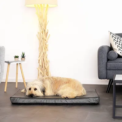 lionto matelas orthopédique pour chien avec housse amovible lionto matelas orthopédique pour chien avec housse amovible