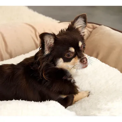 lionto couverture thermique autochauffante pour animaux, sans électricité