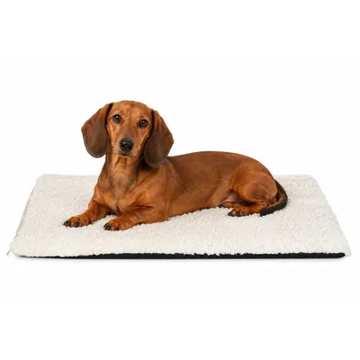lionto couverture autochauffante chien et chat 60 x 45 cm