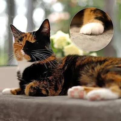 lionto lit de fenêtre pour chat en peluche, montage sans perçage