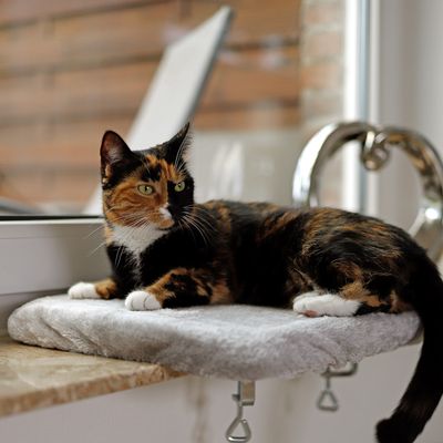 lionto lit de fenêtre pour chat en peluche, montage sans perçage
