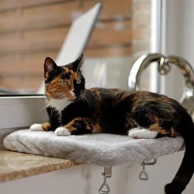 lionto lit de fenêtre pour chat en peluche, montage sans perçage