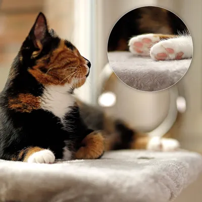 lionto lit de fenêtre pour chat en peluche, montage sans perçage