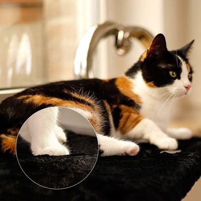 lionto lit de fenêtre pour chat en peluche, montage sans perçage