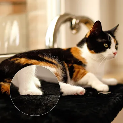 lionto Fensterliege für Katzen aus Plüsch, Montage ohne Bohren