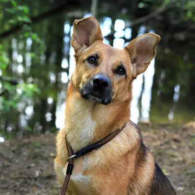 lionto collier pour chien en nylon robuste avec stoppeur de traction