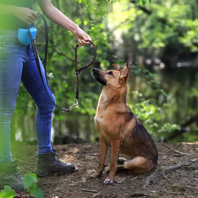lionto collier pour chien en nylon robuste avec stoppeur de traction lionto collier pour chien en nylon robuste avec stoppeur de traction