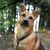 lionto collier pour chien en nylon robuste avec stoppeur de traction lionto collier pour chien en nylon robuste avec stoppeur de traction