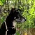 lionto collier pour chien en nylon robuste avec stoppeur de traction