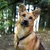 lionto collier pour chien en nylon robuste avec stoppeur de traction