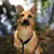 lionto collier pour chien en nylon robuste avec stoppeur de traction