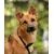 lionto collier pour chien en nylon robuste avec stoppeur de traction lionto collier pour chien en nylon robuste avec stoppeur de traction