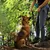 lionto collier pour chien en nylon robuste avec stoppeur de traction lionto collier pour chien en nylon robuste avec stoppeur de traction