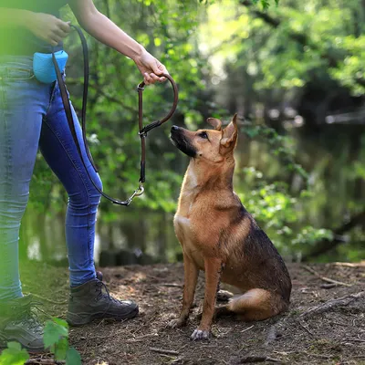 lionto collier pour chien en nylon robuste avec stoppeur de traction lionto collier pour chien en nylon robuste avec stoppeur de traction