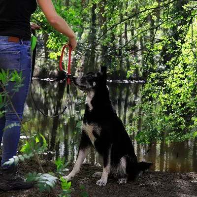 lionto collier pour chien en nylon robuste avec stoppeur de traction lionto collier pour chien en nylon robuste avec stoppeur de traction