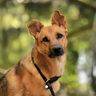 lionto collier pour chien en nylon robuste avec stoppeur de traction