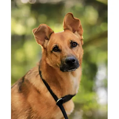 lionto collier pour chien en nylon robuste avec stoppeur de traction lionto collier pour chien en nylon robuste avec stoppeur de traction