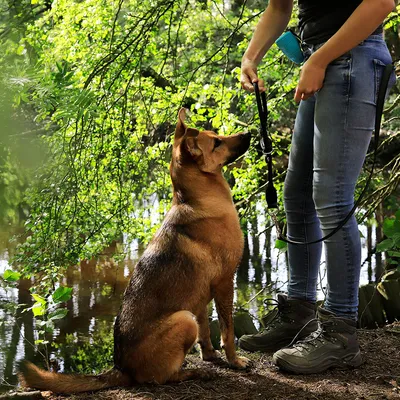 lionto collier pour chien en nylon robuste avec stoppeur de traction lionto collier pour chien en nylon robuste avec stoppeur de traction