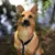 lionto collier pour chien en nylon robuste avec stoppeur de traction lionto collier pour chien en nylon robuste avec stoppeur de traction