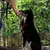 lionto collier pour chien en nylon robuste avec stoppeur de traction lionto collier pour chien en nylon robuste avec stoppeur de traction