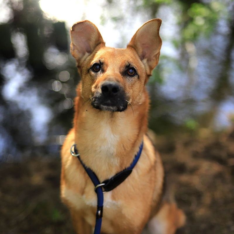 lionto collier pour chien en nylon robuste avec stoppeur de traction