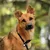 lionto collier pour chien en nylon robuste avec stoppeur de traction