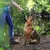 lionto collier pour chien en nylon robuste avec stoppeur de traction