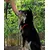 lionto collier pour chien en nylon robuste avec stoppeur de traction lionto collier pour chien en nylon robuste avec stoppeur de traction
